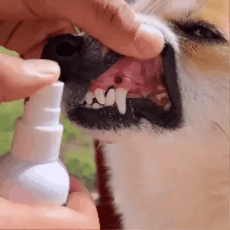 OralPet | Spray Bucal Para Mascotas